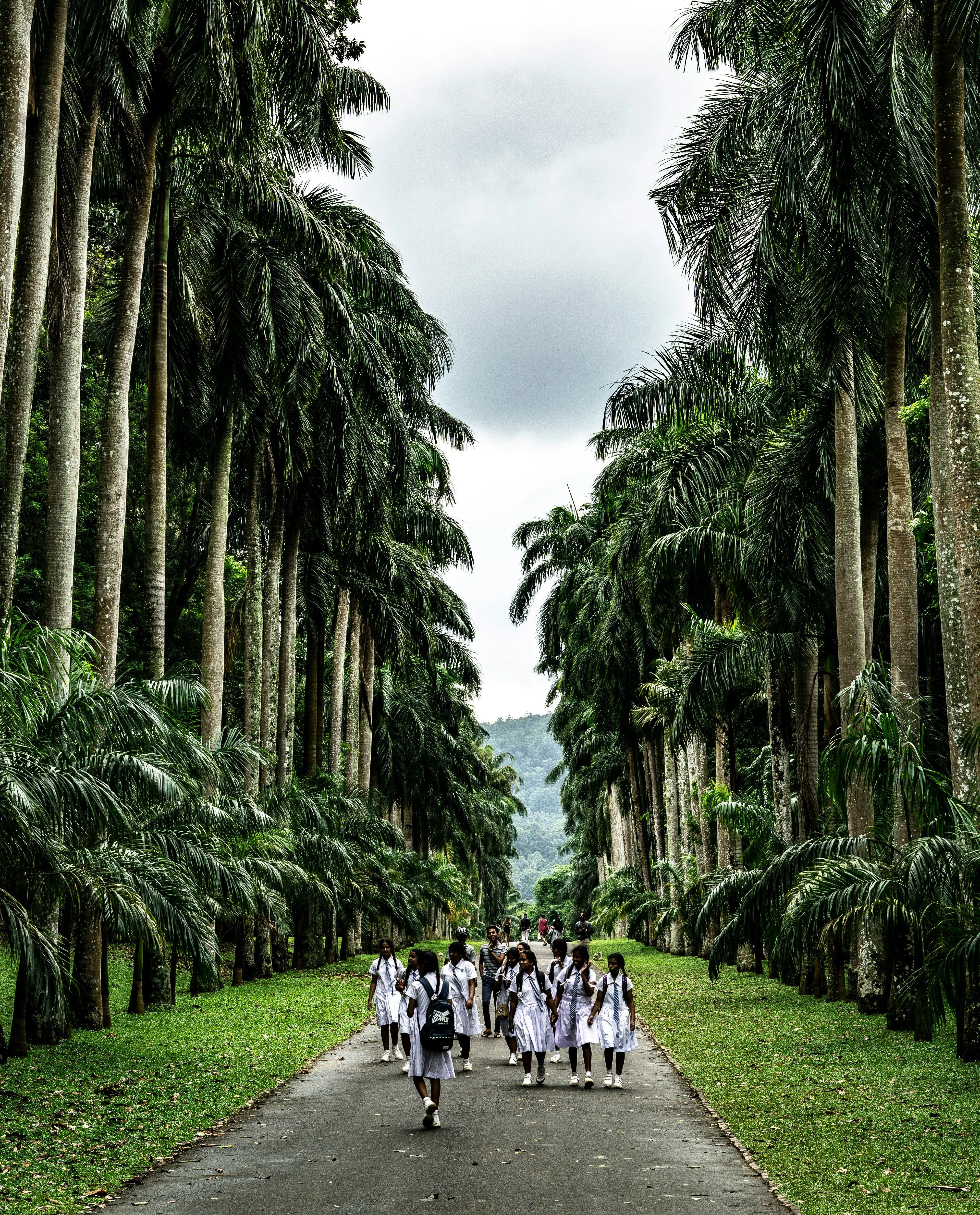 Palm avenue at the Royal Botanical Gardens, Peradeniya