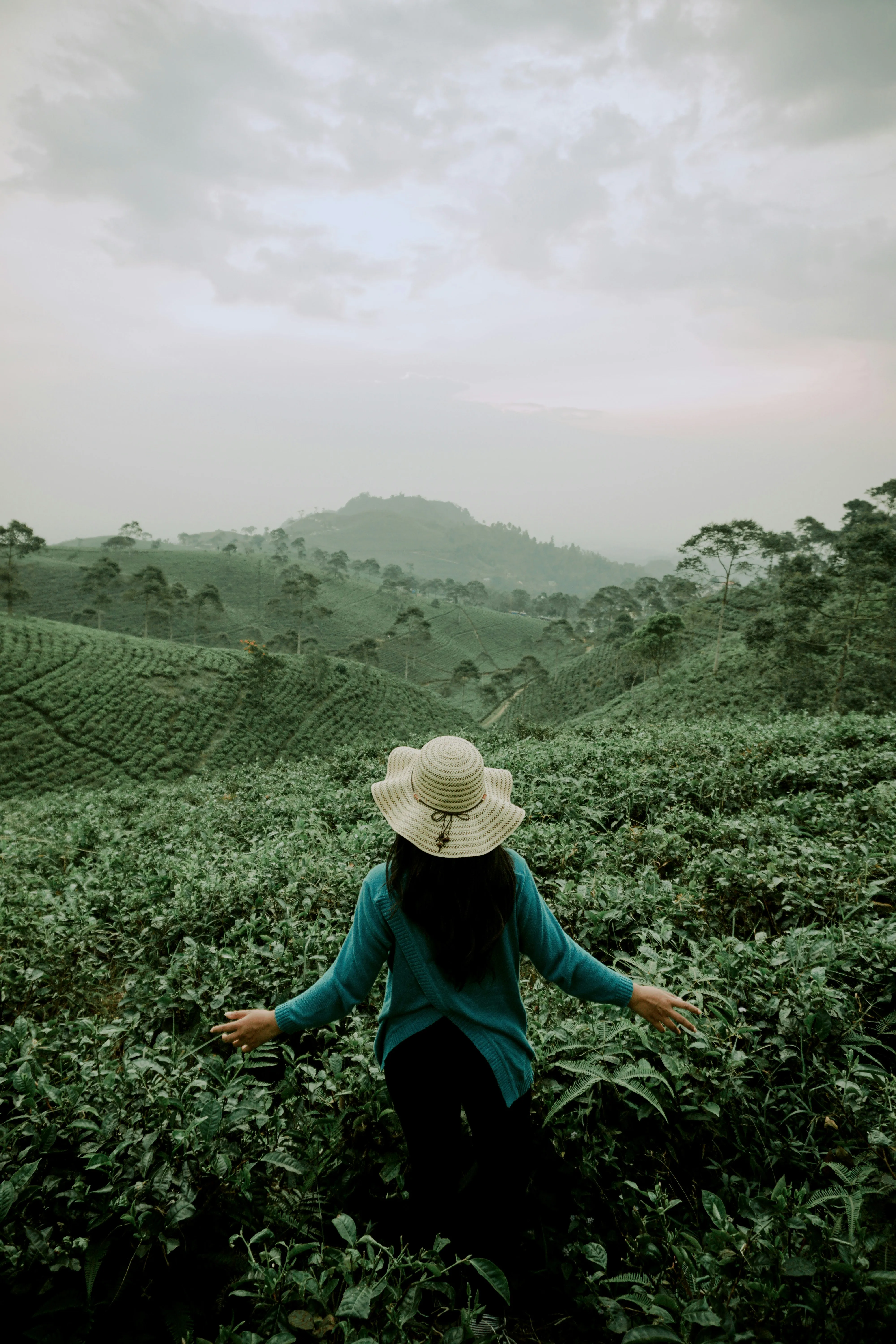 Tea pluckers among the bushes on a hill-country estate