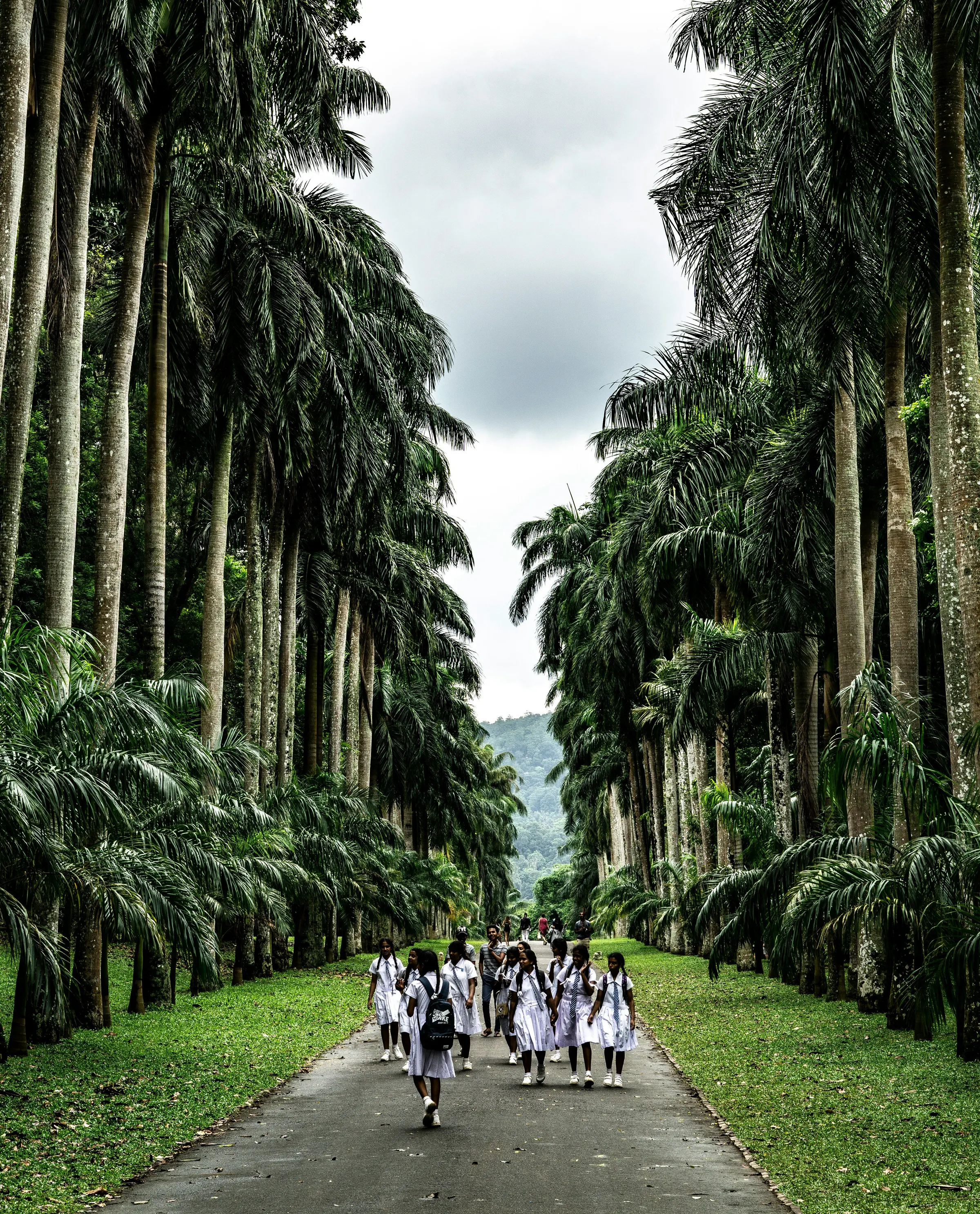 Palm avenue at the Royal Botanical Gardens, Peradeniya